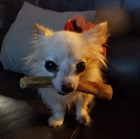 Banana Republic brand ladies cargo pants Y2K sz 10 🐶 BENEFITS RESCUE Dogs - Picture 6 of 10